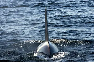 Transient: Killer whale / Orca - adult male with characteristic