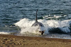 Beached: Killer whale / Orca - The adult male known as MEL