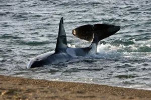 Fluke: Killer whale / Orca - The adult male known as MEL