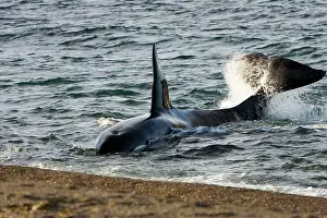 Fluke: Killer whale, Orca - The adult male known as MEL