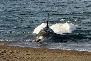 Named: Killer whale / Orca - The adult male known as MEL