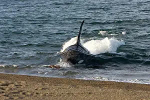 Beached: Killer whale / Orca - The adult male known as MEL