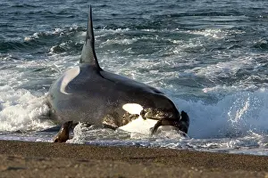 Beached: Killer whale / Orca - The adult male known as MEL