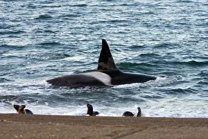 Named: Killer whale / Orca - The adult male known as MEL