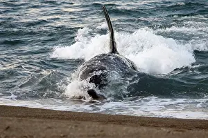 Beached: Killer whale / Orca - The adult male known as MEL