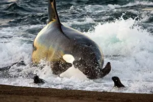Beached: Killer whale / Orca - The adult male known as MEL