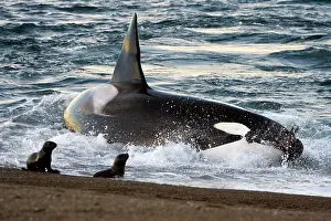 Beached: Killer whale / Orca - The adult male known as MEL