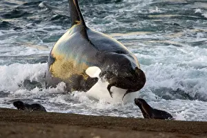 Beached: Killer whale / Orca - The adult male known as MEL