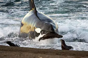 Beached: Killer whale / Orca - The adult male known as MEL