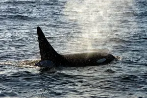 Transient: Killer whale / Orca - adult male - transient type