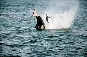 Tossing: Killer Whale / Orca - attacking sealion pup, tossing