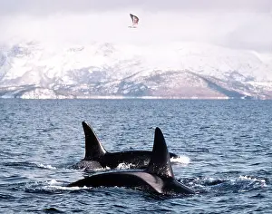 Backs: KILLER WHALE / Orca - two backs and fins out of water