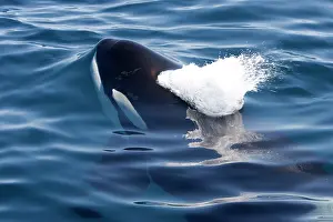 Transient: Killer whale / Orca - beginning to exhale just