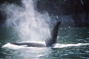 Killer: KILLER WHALE / Orca - BLOWING