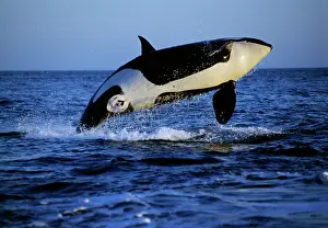 Genitalia: Killer Whale / Orca - breaching