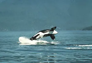 Killer: Killer WHALE / Orca - breaching