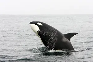 Transient: Killer whale / Orca - breaching - transient type