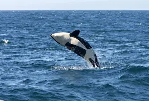 Transient: Killer whale / Orca - calf breaching - transient type