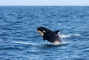 Transient: Killer whale / Orca - calf breaching - transient type