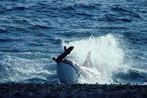 Capturing: Killer Whale / Orca - capturing South American Sealion pup