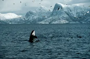 Killer Whale / Orca - during Carousel feeding"
