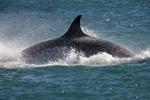 Energetic: Killer whale / Orca - Energetic behavior while