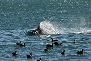 Scavanger: Killer whale / Orca - energetic behavior while