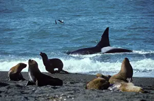 Mamamls: Killer WHALE / Orca - hunting South American /