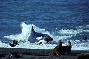 Beached: Killer whale / Orca - Hunting South American /