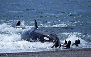 Beached: Killer Whale / Orca - Hunting South American /
