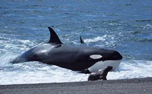 Beached: Killer Whale / Orca - Hunting South American /