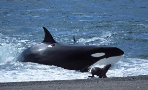 Beached: Killer Whale / Orca - Hunting South American /