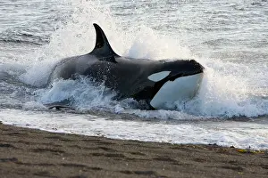 Beached: Killer whale / Orca - Hunting South American /
