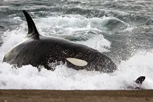 Beached: Killer whale / Orca - Hunting South American Sealion