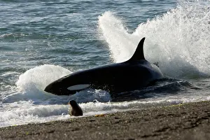 Beached: Killer whale / Orca - Hunting South American Sealion