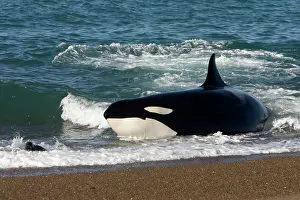 Beached: Killer whale / Orca - Hunting South American Sealion