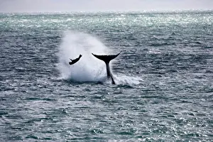 Fluke: Killer whale / Orca - Hunting South American Sealion