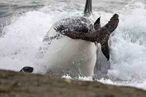 Attacking: Killer whale / Orca - Hunting South American Sealion
