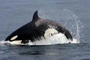 Transient: Killer whale / Orca - individual leaping forward