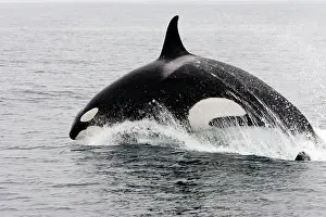 Transient: Killer whale / Orca - individual leaping forward