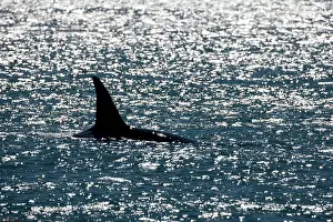 Member: Killer whale / Orca - Male (known as Exequiel)