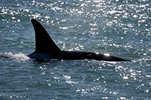 Member: Killer whale / Orca - Male (known as Exequiel)