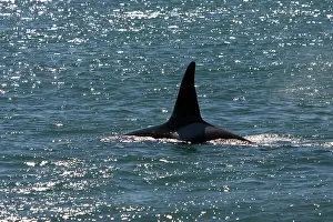 Member: Killer Whale / Orca - Male, known as Exequiel