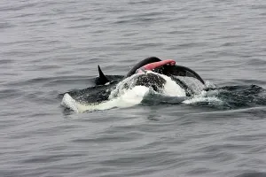 Penis: Killer whale / Orca - mating pair; the male rolls