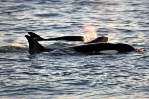 Members: Killer whale / Orca - Members of the group of orcas