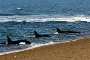 Practicing: Killer whale / Orca - Orcas practicing intentional stranding