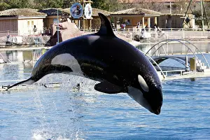 Performing: Killer Whale / Orca - performing at Aquarium