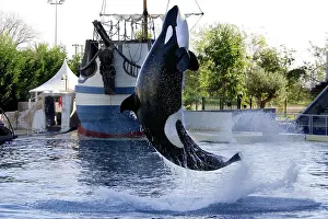 Performing: Killer Whale / Orca - performing at Aquarium