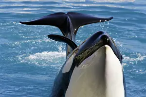 Orcas: Killer Whale / Orca - performing at Aquarium