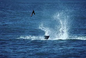Mamamls: Killer Whale / Orca - playing with captured Sealion pup